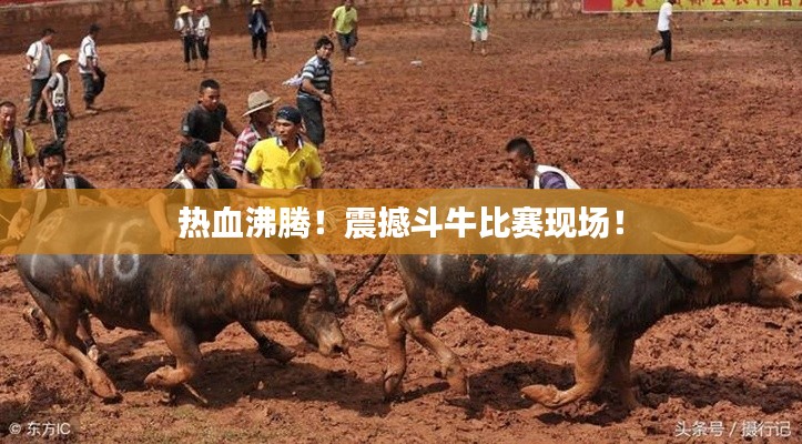 热血沸腾!震撼斗牛比赛现场!