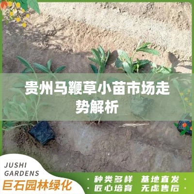 贵州马鞭草小苗市场走势解析